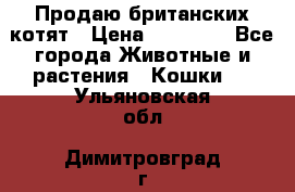 Продаю британских котят › Цена ­ 30 000 - Все города Животные и растения » Кошки   . Ульяновская обл.,Димитровград г.